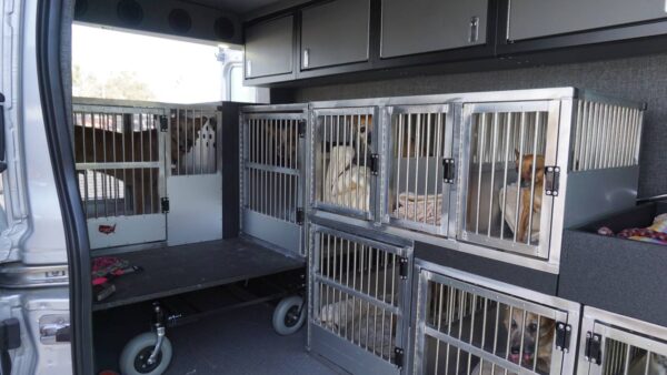 Dogs as Passengers in Sprinter Van on Way to Doggie Daycare